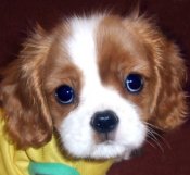 Cavalier-king-charles-spaniel-12498-jpg-w450