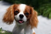 Cavalier-king-charles-spaniel-ashx