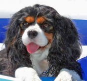 Cavalier-king-charles-spaniel-tri-color-12502