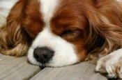 King-charles-spaniel-small